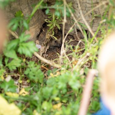 Børn har fundet et pindsvin i Lille-Gryn.